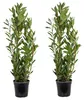 Set di 2 piante di Laurus Nobilis (alloro), adatte per Anteprima dell’immagine prodotto 1