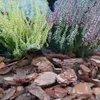 Kiefernrinden-Gartengrundierung, fein, 50 l, 0-10 mm Produktbild-Vorschau 4