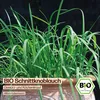 Samenliebe  Schnittknoblauch Samen | Küchenkraut - Produktbild-Vorschau 4