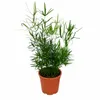 Asparagus falcatus, ongeveer 35 cm – Zierspargel | Productafbeelding-voorbeeld 4