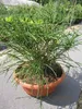 Thuja plicata Whipcord - Faden-Lebensbaum in Dekoschale Produktbild-Vorschau 1