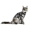 Suitical Recovery Suit® Cat schwarz camouflage, Größe: S Produktbild-Vorschau 6