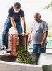 Voliotis | Olivenöl 5 L - Säurearm - Ungefiltert - Natives Produktbild-Vorschau 5