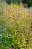 Origanum vulgare 'Aureum', Goldmajoran, aromatisch, ca. 9x9 Produktbild-Vorschau 5