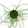 Liebeslocke, Juncus effusus Spiralis, Korkenzieherbinse Produktbild-Vorschau 2