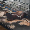 A cow lying down in a stall with metal dividers and bedding. Produktbild-Vorschau