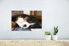 MuchoWow® Poster Liebenswerter Berner Sennenhund schläft Produktbild-Vorschau 5
