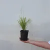 Trawa Sesleria jesienna 1L Podgląd zdjęcia produktu 5