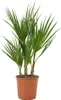 Bloomique - Washingtonia Robusta - Palmier éventail du Voir les images du produit 1