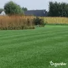 Schattenrasen Samen Elegant - 1 kg = 50 m2 – Rasensaat Für Produktbild-Vorschau 3