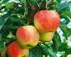Malus 'Gala', Apfelbaum, 40 cm Stammhöhe Produktbild-Vorschau 12