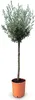 Sunny Tree - Vysoký olivovník 160 cm vysoký - 10 let - Olea Náhled obrázku produktu 1