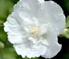 Dehner Hibiscus White Chiffon, kompakter Wuchs, gefüllte Produktbild-Vorschau 1