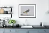 MuchoWow® Gerahmtes Poster Vogel - Tiere - Sand - Kiebitz Produktbild-Vorschau 4