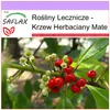 SAFLAX - Krzew Herbaciany Mate - 10 Nasiona - Ilex Podgląd zdjęcia produktu 9