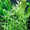 Aquarium Pflanze 3 Stück Murdannia keisak Bambus Produktbild-Vorschau 2
