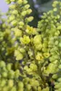 Mahonia media 'Winter Sun', Mahonie, gelbe Blüten, 60–80 cm Produktbild-Vorschau 1