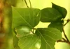 SAFLAX - Karaibski Krzew Koralowy - 6 Nasiona - Erythrina Podgląd zdjęcia produktu 7