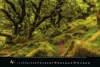 Magische Wälder 2027 Produktbild-Vorschau 10