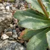 6x Lewisia cotyledon Elise P9H20 Produktbild-Vorschau 2