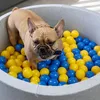 A French bulldog is playing in a ball pit filled with blue and yellow balls. Produktbild-Vorschau
