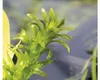 Dichtblättrige Wasserpest - Egeria densa Spezial Produktbild-Vorschau 2