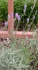 6 x Lavandula int. 'Dutch' - Lavanda - vaso 9 x 9 cm Anteprima dell’immagine prodotto 2