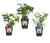 Dehner Bio Pflanzenset Kleiner Obstgarten, 3er Set mit 1 x Produktbild-Vorschau 2