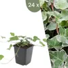 Plants by Frank | 24 Plantes de lierre | Hedera helix Voir les images du produit 1