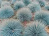 Set de 4 fétuques bleues - Festuca glauca 'Elijah Blue' - Voir les images du produit 3