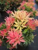 Pieris japonica Forest Flame - japanische Lavendelheide - Produktbild-Vorschau 3