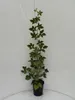 Zuckerbrombeere `Asterina´  - Brombeerpflanze im 3 Liter Produktbild-Vorschau 3