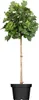Ginkgo biloba 'Mariken', Fächerblattbaum, 60 cm Stammhöhe Produktbild-Vorschau 1