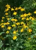 Rudbeckia nitida 'Juligold', Sonnenhut, gelb, ca. 11x11 cm Produktbild-Vorschau 1