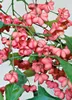Euonymus europaeus, Pfaffenhütchen, 60–100 cm Produktbild-Vorschau 10