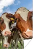 MuchoWow® Poster Kühe - Tiere - Weide - Natur 120x180 cm - Produktbild-Vorschau 1