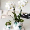 Kolibri Orchids weiße Phalaenopsis-Orchidee Amabilis Produktbild-Vorschau 15