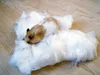 Zoobest Hamsterwatte verdaulich, Inhalt: 30 g Produktbild-Vorschau 3