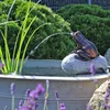 CLGarden Wasserspeier Komplettset Frosch auf einem Stein Produktbild-Vorschau 2