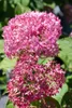 Hydrangea arborescens 'Pink Annabelle', rosa, 40–60 cm Produktbild-Vorschau 6