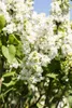 Syringa vulgaris 'Mme Lemoine', Flieder, weiß, 40–60 cm Produktbild-Vorschau 8