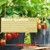 Monatserdbeere Rügen | Monatserdbeerensamen von Dürr Samen Produktbild-Vorschau 4