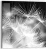 DEQORI Glasbild Echtglas 50x50 cm 'Pusteblumenflug' Produktbild-Vorschau 1