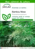 SAFLAX  - Bambou Moso - 20 graines - Avec substrat - Voir les images du produit 1