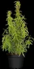 Choisya ternata 'Aztec Pearl', Orangenblume, weiß, 40–60 cm Produktbild-Vorschau 1