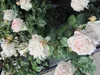 Rosa Madame Anisette ® - Edelrose Parfuma ®  Madame Produktbild-Vorschau 3