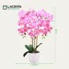 Lacers SmagragdLine Pflegeleichte Orchidee mit Topf Produktbild-Vorschau 5