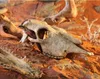 Exo Terra Versteck Buffalo Skull Produktbild-Vorschau 7