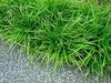 Stauden Gänge 1 x Carex morrowii 'Irish Green' im 1 Liter Produktbild-Vorschau 3