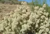 SAFLAX - Majorán španielsky - Thymus mastichina - 250 Náhľad obrázku produktu 6